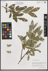 Foto von Salix phylicifolia L.